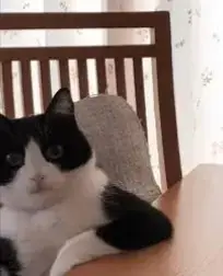 A farting cat sits on a chair