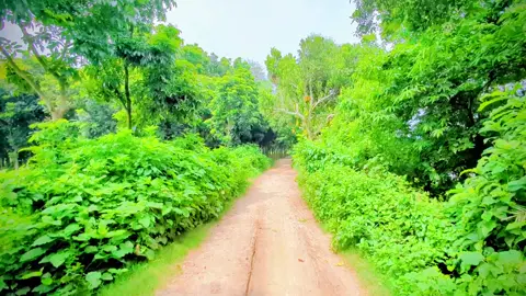 প্রানো পাখি উড়ে যাবে পিঞ্জরো ছেড়ে।  #tiktok #vedio #viral #fyp #foryou #forpage #bdtiktokofficial🇧🇩 