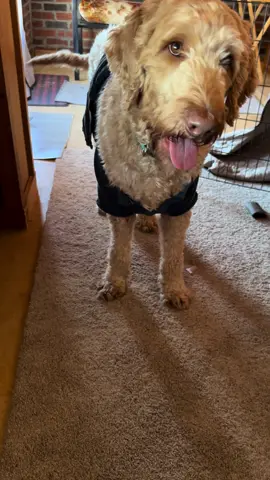 #SassyDog #LabradoodleLife 