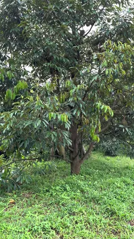 Dìu đọt vẫn là chân ái 