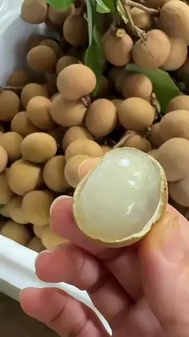 buah kelengkeng segar #buahkelengkeng #kelengkeng 