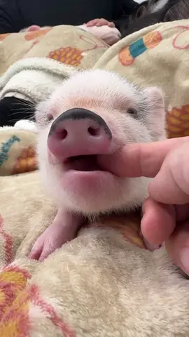 🔥😍🔥😍 #pig #pigs #pigsoftiktok #piglet #minipig #piggy #piggies #farmlife #pet #pets #animals #cute #viral #farmanimals #pigfarming #minipigs Credit: 📷📸 Pig Cafe MINT