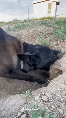 So dramatic 🤣#belgianmalinois #funny #fyp #foryou #tiktok #dog #happy #doglover #pet #Love #cute 