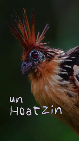 A qué no conocías al Hoatzin? 🤨🦖 📷✨ #photography #ph #amazon #naturephotography #ecuador #wildlife #birdwatching 