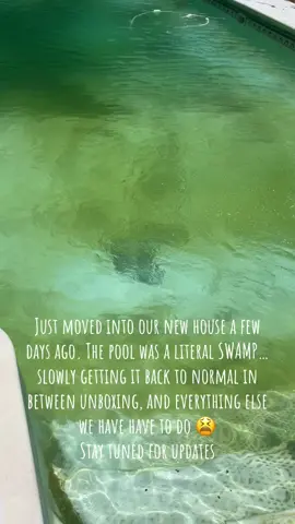 When I say a swamp… it was a pool of frogs 🐸 