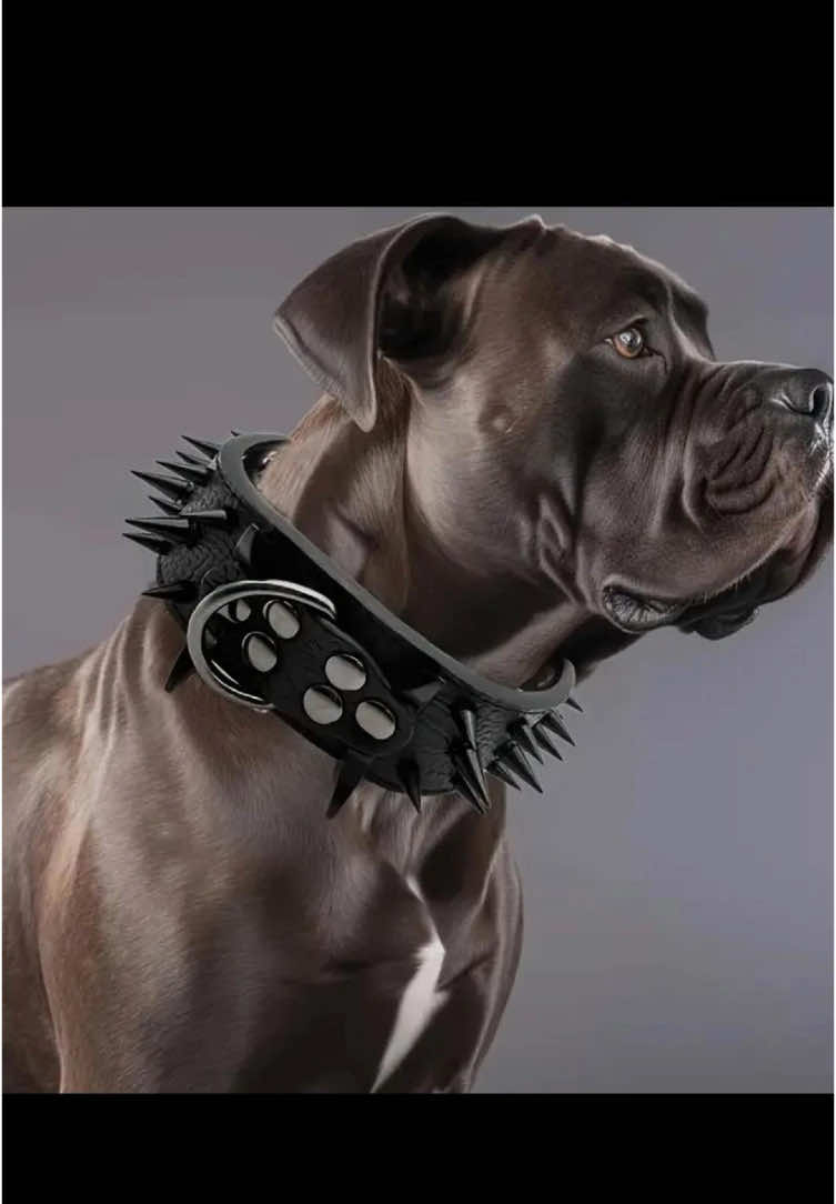 If you are looking for a dog bite-proof collar, you can try this one.#dogaccessories #Pet 