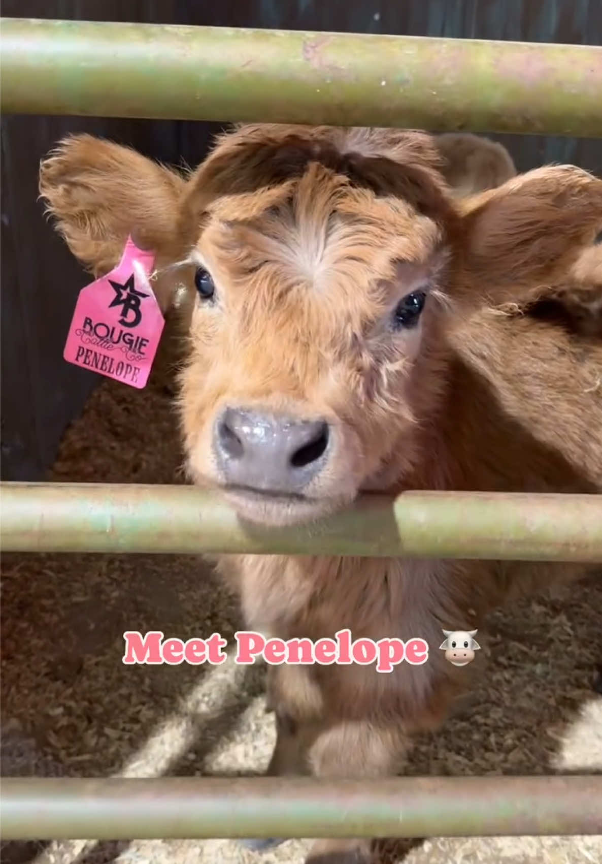 Throwback to our sweet Penelope 😍 she took social media by storm, who wants to see what Miss thing looks like today? Let us know 👇🏻😍