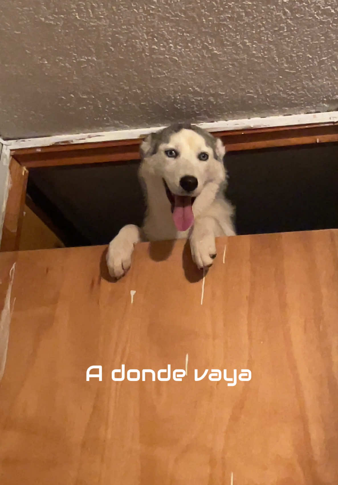 No importa a donde vaya, Chucky me encontrará 🔪🧎🏻‍♂️🤣 #fyp #husky #perros #mascotas #pets #vir #sounds #paratiiiiiiiiiiiiiiiiiiiiiiiiiiiiiii #foryoupage #chucky 
