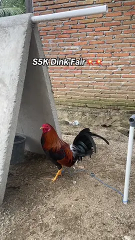 Ayam mini🙌🏿#fyp #ayamfilipin🇵🇭 #ayam🇵🇭 #salamsatuhobby #dinkfairsweater 