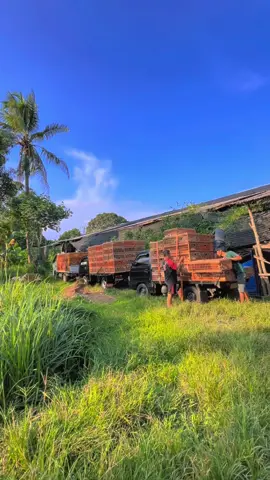 sehat selalu guru@udarizal73 #kurir_pitik🐣#ayambalap#kurirayambroiler##CapCut 