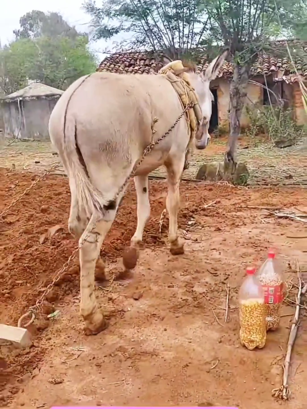 sembrando el campo con arado y burro #sembradordeamor 