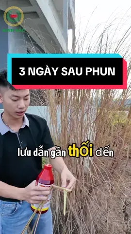 Chỉ 3 ngày là Cỏ CAO 2 mét đã đổ Vàng