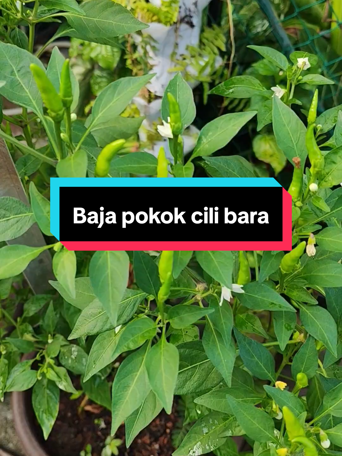 #CapCut Baja untuk pokok cili bara.. @hajimat_ceobaja @bajamilagro #bajaorganik #milagro #fyp 