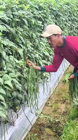 Kacang Panjang GUARDA  #petanikacangpanjang  #petani  #petaniindonesia🇮🇩🇮🇩🇮🇩🌿🌿  #petanimuda 