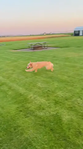It’s zoomie time #dog #funny #dogsoftiktok #funnyvideo #pets #funnypets #cutedog #funnyanimals #doglife #foryou 