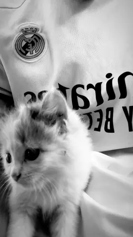 #realmadrid#catttt#photoo#fyp#fup 