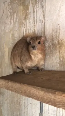 #hyrax #WAWA #اكسبلورexplore #ترند #اوميمه 