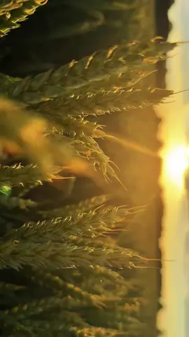 Мой июнь🥰 #поле #колоски #закатноесолнце #закат #золотойчас #iphone16promax #видеовполе #вполе #nature #field #ears #sunset