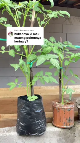 Membalas @sarrr belom matrng kak ini, 4 hari yg lalu ku buat status 😁eh hari ini mati🥹🥹🥹