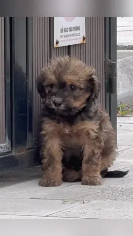 Rescue a poor puppy lying next to trash can and then…… #rescue #rescueanimals #rescuepuppy #fyp #animals #puppy 