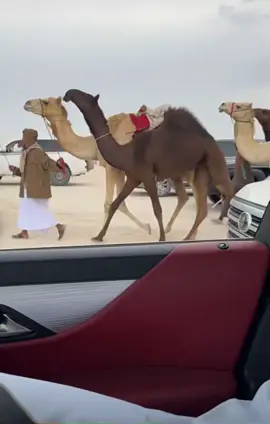 #وحدها #فرديات_المجاهيم #جزيلات_العطا #الظفره🇦🇪 #فردي #الصياهد #المزاين_الابل🔥🔥🐪🌚♥️ #فزاع_بن_شري #فردي #قطر #السعوديه 