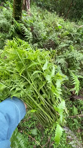 Pakis sayur segarr