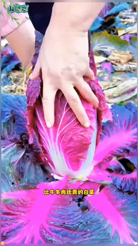 The anthocyanin expert in the purple cabbage vegetable industry, stir fried and cold mixed hot pot, crispy, tender and sweet, the whole family is eager to eat!#Purplecabbageseeds #Highqualityagriculturalproducts #Vegetableseeds #Vegetableplanting #Plantingvegetables 