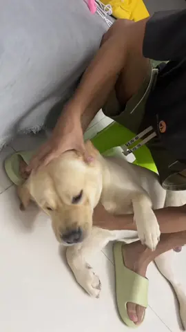 Dog sways to the music #funny #fyp #funnyvideos #foryou #funnytiktok #funnydog #dogsoftiktok 