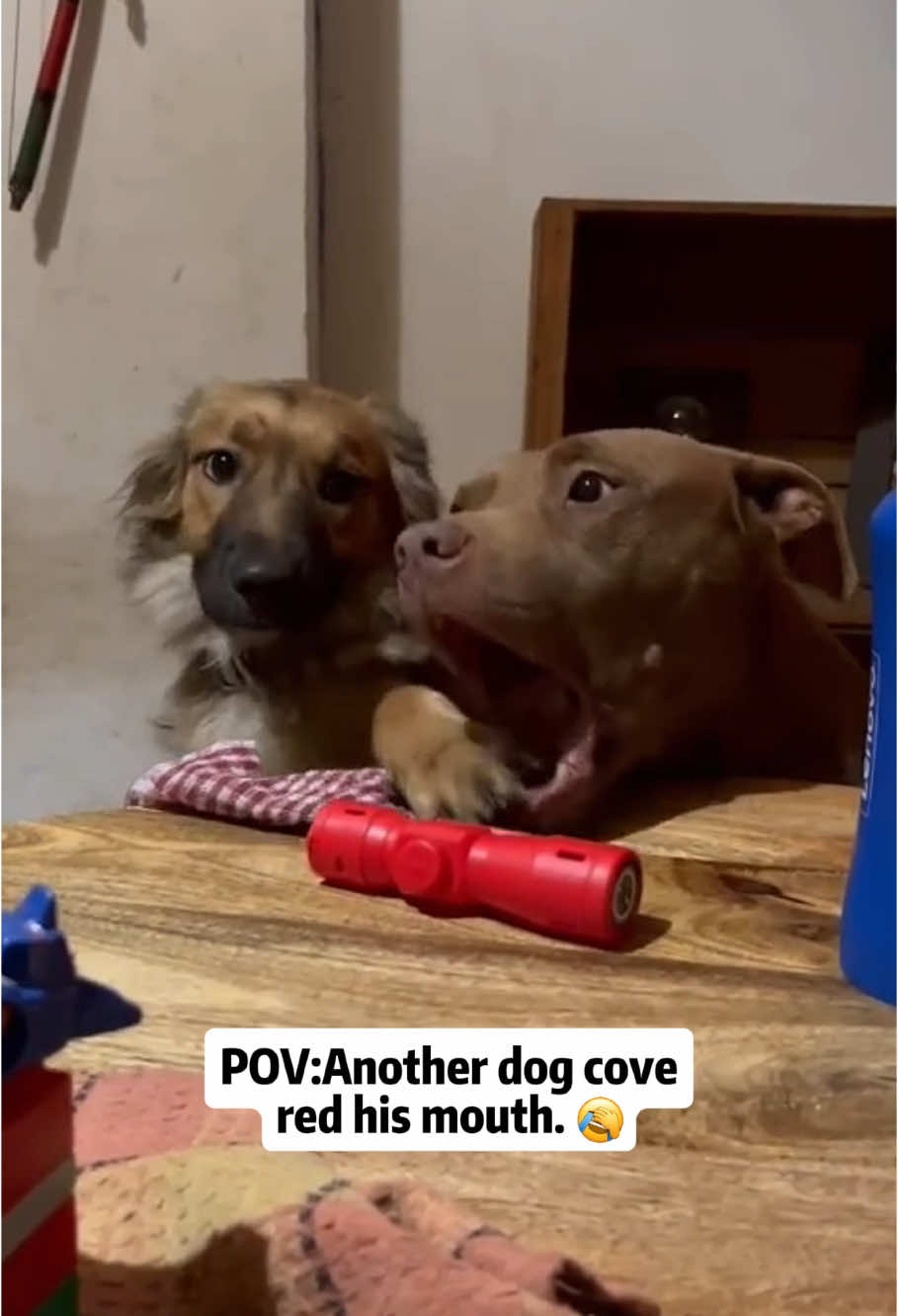 Dramatic Two Dogs#dog#funny#funnyanimals#funnypets#animals #dogsofttiktok #pet #foryou #longervideos