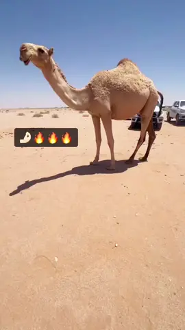 تصويري 📸#الطافحح👏🏻 #مالي_خلق_احط_هاشتاقات #ماشاءالله #نوادر_البل🌟 