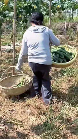 Cara cerdas membuat tanaman oyong dan labu menjadi lurus tanpa bengkok  #labu #oyong #fyp 
