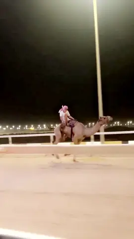 #fyp #explore #هجن_الشحانيه #هجن #اكسبلور #الشعب_الصيني_ماله_حل😂😂 #هجن_الرياسة #الهجن #هجن_الشحانيه 
