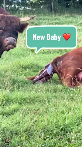 Last night I witnessed Reba Lynn having her baby ❤️🥲❤️ #birth #newbaby #babycow #minicow #farmlife #homestead #miracle #happylife #farmlife #farmtok #Love #highland 