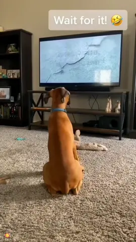 Dog gets scared watching TV#funny #funnyanimals #pets #cute #dogsoftiktok #dogvideos #usa🇺🇸 #funnydog #foryou 