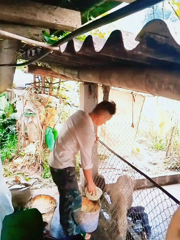 01/07/2025 bắt đầu làm video cho lợn ăn mong mọi người xem video rồi cho mình xin follow với #channuoi #quehuong 