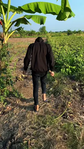 mbabat gulu❎                                         mbabat suket✅#mojangpriangan 