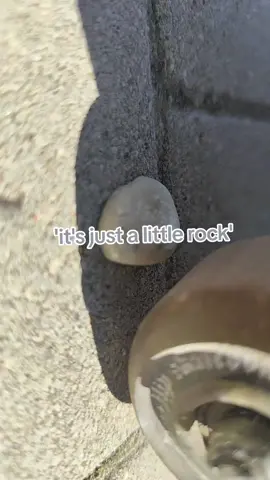 #scateboard #scateboarding #fyp #scate #pebble #rock #fyp #relatable 