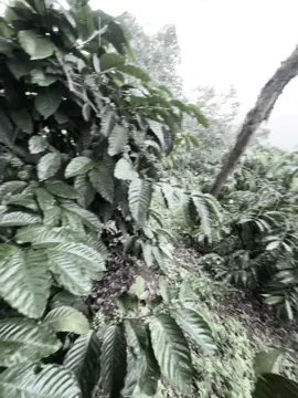 Làm nông như anh sao có cửa với em..! #tamtrang #lamnong #canhdep #mưa 