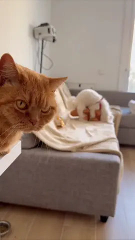 Rudy is seen things… things she can’t unsee. Thank for the amazing performance @millie_sita and for the most epic video ever🤣🤣🤣 ##catsoftiktok#ca#catreactionu#funnycatu#cutecatr#grumpycata#maltesea#malteseoftiktoka#malteseclubo#dogsoftiktoku#puppylove#britishcat#ca#catvsdoga#catanddoge#petsbehavingbadlyn#animalsbeingweirdu#funnyanimalsi#viralvideop#epicmomentt#wtfmomentn#unexpectede#memecontento#foryouy#fypo#foryoupager#trendingiktoktrend ##maltese#or#orangecati#gingercatr#orangecatbehaviorr#orangeboyh#chaoticcat