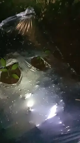 Ki nak nandor lombok ngeniki wong Ojo arang