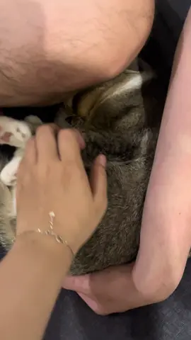 Nói một câu là cãi lại một câu 😡😡#meocapt #yeuthuongdongvat #thucung🔔 #pet #yêuthuongdongvat #xuhuong 