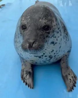 video not from me #fyp #tokkaricenter #tokkaricenter #seal #cute #silly #foryoupage  tokkaricenter_official. Today is Risa 