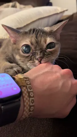 So many emotions!  #fyp #foryoupage #Gumbus #rescuekitten #kittensoftiktok #rescuecat #catsoftiktok 