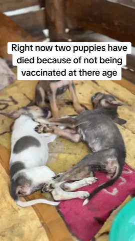 please consider donations 🙏🙏🙏