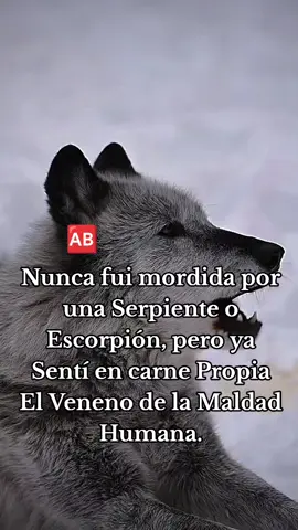 Ya viví en carne propia la maldad de la humanidad.#frasesyreflexiones #frases #fypシ゚ #fra #frasesyreflexiones #Amor #fuertesdeclaraciones #creatorsearchinsight 