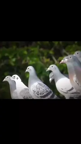 #زواجل_الموصل✌ #زاجل_سباق #سباقات_زواجل #الزاجل_عشق_لاينتهي❤️🕊️؛ #زاجل_مسافات_طويلة #زبيريات_الموصل #زواجل_العراق 