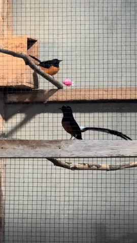 bismillah🤲🏼 #muraibatu #muraibatuindonesia #fyp #peternakmuda 