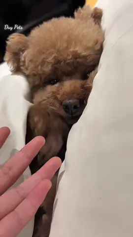 Cắt tỉa lông chó mèo Q10 Đ.ặt l.ịch spa qua dép lào 097...6666...156 hoặc 0965..227..411 #duypets #406duong3thang2 #poodle #bichon #grooming#khachsanchomeoq10