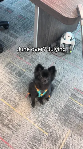 happy first of the month 🤩 #july #dogsoftiktok #puppy #puppiesoftiktok #fypシ 