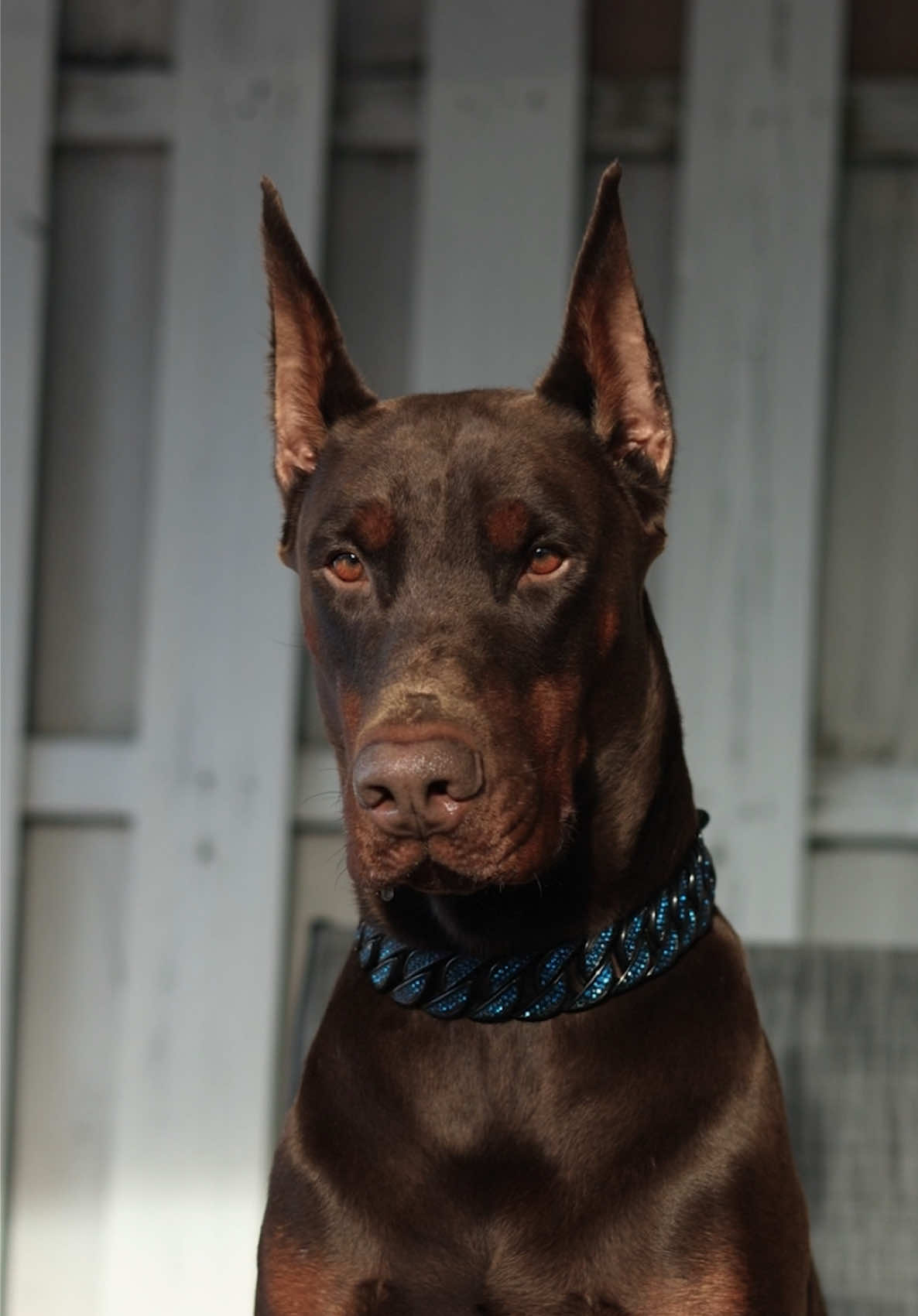 True beauty ❤️‍🩹 #doberman #dobermanpinscher #drogothedoberman 